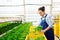 Preparing lettuce for sale