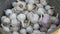 Preparing peeled garlic in a bucket for preservation for the winter