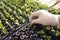 Preparing seedlings before planting them in the field