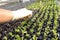 Preparing seedlings before planting them in the field