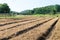 Preparing soil for plantation