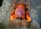 Preparing Spanner Crab in the kitchen on the cutting board