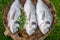 Preparing whole sea bream with herbs for grill