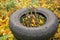 Preparing winter protection for roses using an old car tire around a trimmed rose bush to fill it with soil or compost