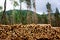 Preparing for winter: wood logging