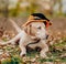 Preparing your Labrador Retriever for Halloween. Dog wearing a witch hat for Halloween.