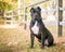 A Presa Canario dog with cropped ears sitting outdoors