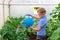 A preschool boy with a neat hairstyle in a blue shirt watering cucumber and tomato plants in a greenhouse. Selective focus