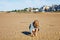 Preschool Girl Plays on a Norman Beach in Normandy, Embracing the Joy of Sandy Shores, Seashells, and Carefree