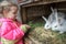 Preschooler blonde girl feeding farm domestic rabbits with fleawort leaf