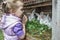 Preschooler blonde girl in warm hoodied violet nylon vest feeding farm domestic rabbits with fresh red clover plants