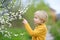 Preschooler boy admiring blossom cherry tree in sunny garden. Glad baby enjoy tender nature view in springtime