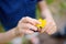 Preschooler boy is exploring nature. Little child is watching a dandelion. Summer vacation for inquisitive kids in forest. Young