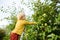 Preschooler boy picking apples in orchard. Child stands on ladder near tree and reaching for apple. Harvesting in domestic garden