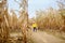 Preschooler child walking among the dried corn stalks in a corn maze