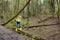 Preschooler child wearing yellow rain boots walking in forest after rain. Kid playing and having fun in sunny spring or summer day