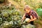 The preschooler with disgust collects cabbage in the garden bed