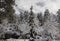 Prescott Arizona forest of Ponderosa Pines and Cedar after a winter snow storm