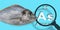 Presence of Arsenic in farmed fish - concept with the Mendeleev periodic table and magnifying glass