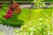 Present a beautiful front yard with a grass walkway for everyone\\\'s benefit.