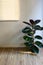 At present it is popular to use air purification plants to decorate the house. The 80 cm Rubber Plant size is a perfect size for h