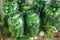 preservation of fresh house cucumbers. Selective focus