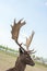 Preserved deer specimen on blue sky background