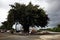 A preserved and protected old Balete tree stands in the middle of the road