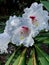 President Roosevelt with white petals