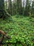 Presidio National Park Greenery and Ivy, San Francisco California