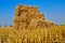 Pressed bales of straw lying in a field after harvest