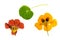 Pressed and dried brown, orange flowers nasturtium. Isolated