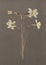 Pressed and dried daffodils. White narcissus. Vintage herbarium background on textured gray paper. Scanned image.