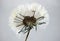 Pressed and dried dandelion