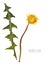 Pressed and dried dandelion flower