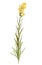 Pressed and Dried delicate flower Linaria vulgaris on stem with