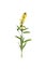 Pressed and dried delicate flower Linaria vulgaris on stem with