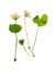 Pressed and dried delicate flower oxalis