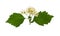 Pressed and dried delicate flower viburnum, isolated