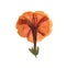 Pressed and dried delicate orange flowers Mirabilis jalapa. Isolated