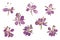 Pressed and dried delicate purple flowers willow-herb. Isolated