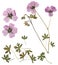 Pressed and dried delicate transparent flowers geranium, isolated on white background. For use in scrapbooking, floristry or