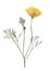 Pressed and dried delicate yellow flowers eschscholzia.