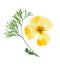 Pressed and dried delicate yellow flowers eschscholzia. Isolated