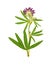 Pressed and dried flower alfalfa. Isolated