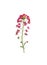 Pressed and dried flower alyssum maritimum. Isolated