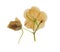 Pressed and dried flower balsam balsaminaceae, isolated