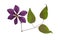 Pressed and dried flower clematis with green leaves. Isolated