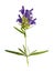 Pressed and dried flower dragonhead or Dracocephalum ruyschiana, isolated