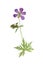 Pressed and dried flower geranium pretense